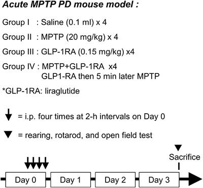 Glucagon-Like Peptide-1 Receptor Agonist Ameliorates 1-Methyl-4-Phenyl-1,2,3,6-Tetrahydropyridine (MPTP) Neurotoxicity Through Enhancing Mitophagy Flux and Reducing α-Synuclein and Oxidative Stress